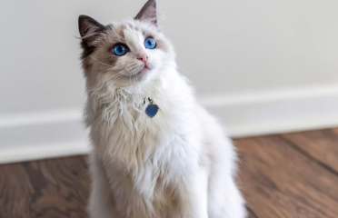 Super Vet Pet Clinic LLC | 24/7 Pet Clinic in Dubai, UAE