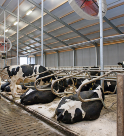 Smart Komfort | Sustainable Cooling Solutions & Misting Fans for Indoor & Outdoor in the UAE