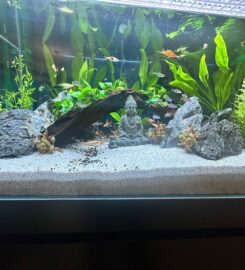 Nature’s Nook | Aquatic Design Studio in the UAE | Fresh Water & Marine Aquariums