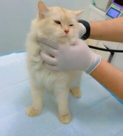 Tree Pet Veterinary Clinic in Sharjah