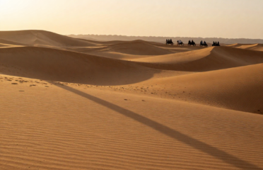 Morning Desert Safari Dubai | Best Desert Safari in the UAE