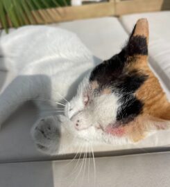 Happy Tails Veterinary Clinic | Veterinry Clinic in Dubai