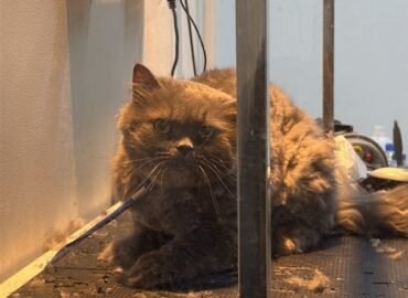 Crystal Veterinary Clinic | Veterinary Clinic Abu Dhabi