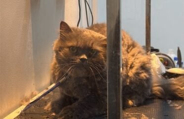 Crystal Veterinary Clinic | Veterinary Clinic Abu Dhabi